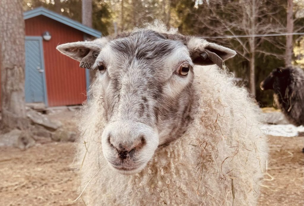 Ett kamerabild på ett får.