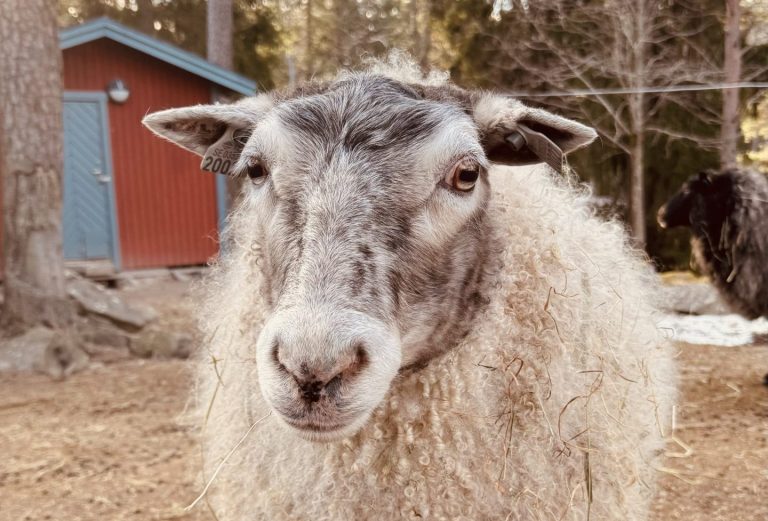 Ett kamerabild på ett får.