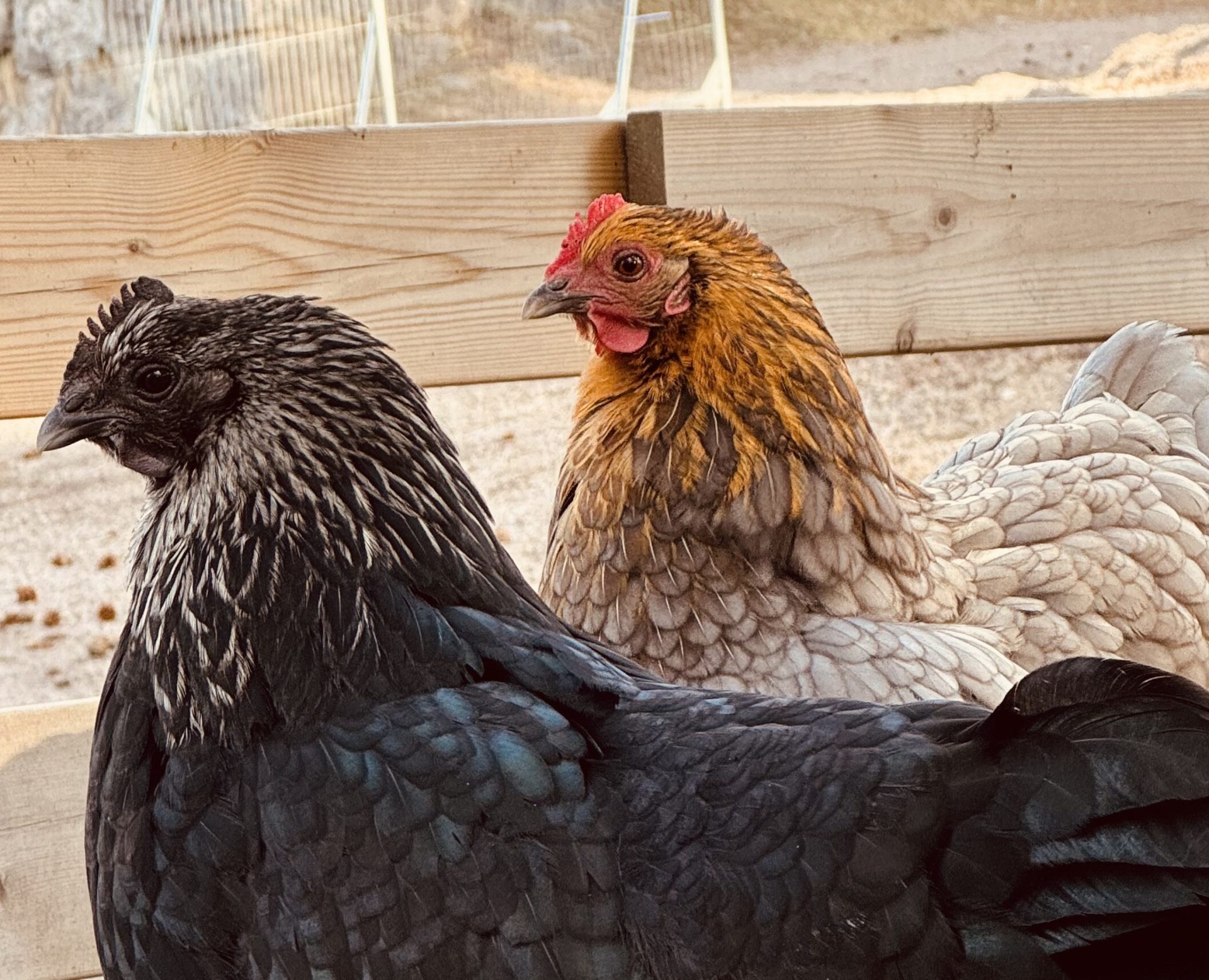 Höns i en hönsgård.