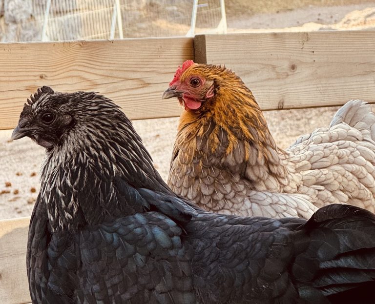 Höns i en hönsgård.