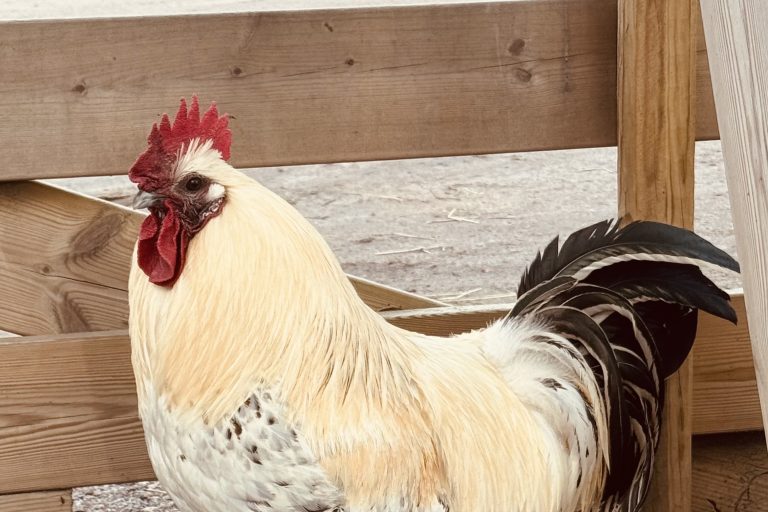 Tupp i en hönsgård.