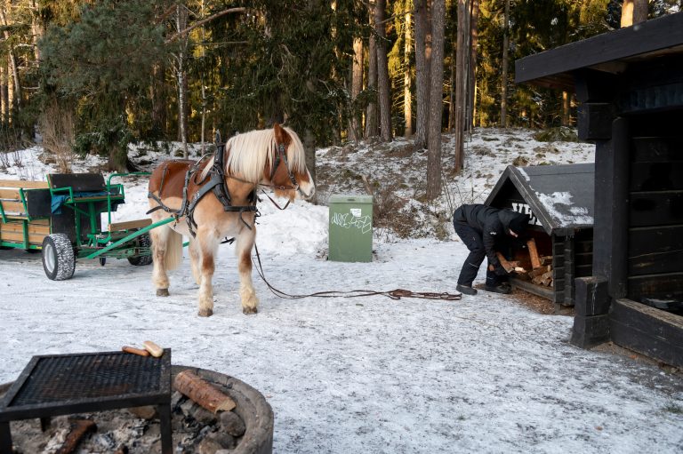 Hästen Snärten står ute vid en grillplats vintertid.