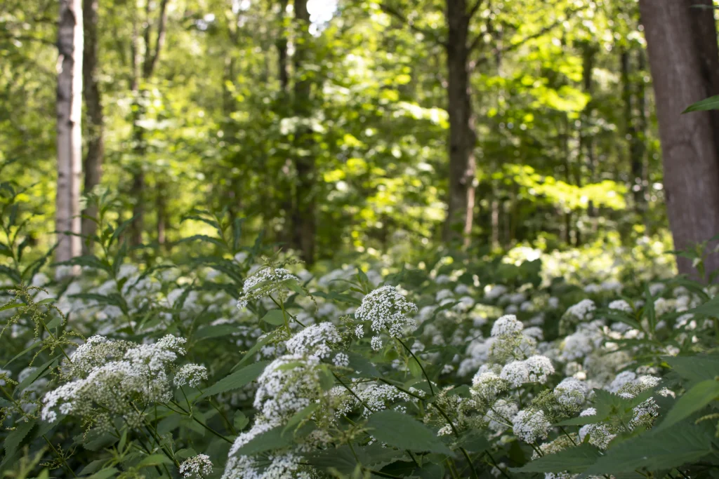 Skog