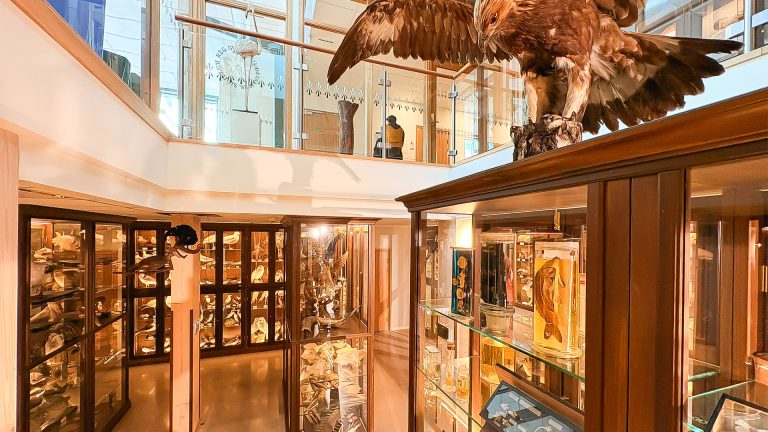 Monter i Vasaskolans biologiska muséum