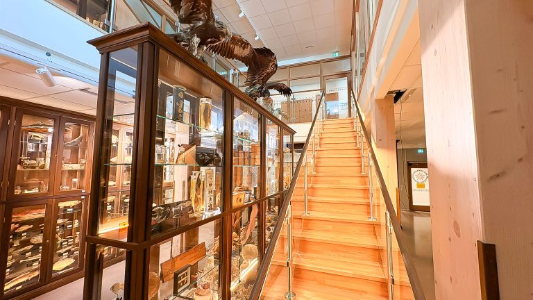 Monter i Vasaskolans biologiska muséum