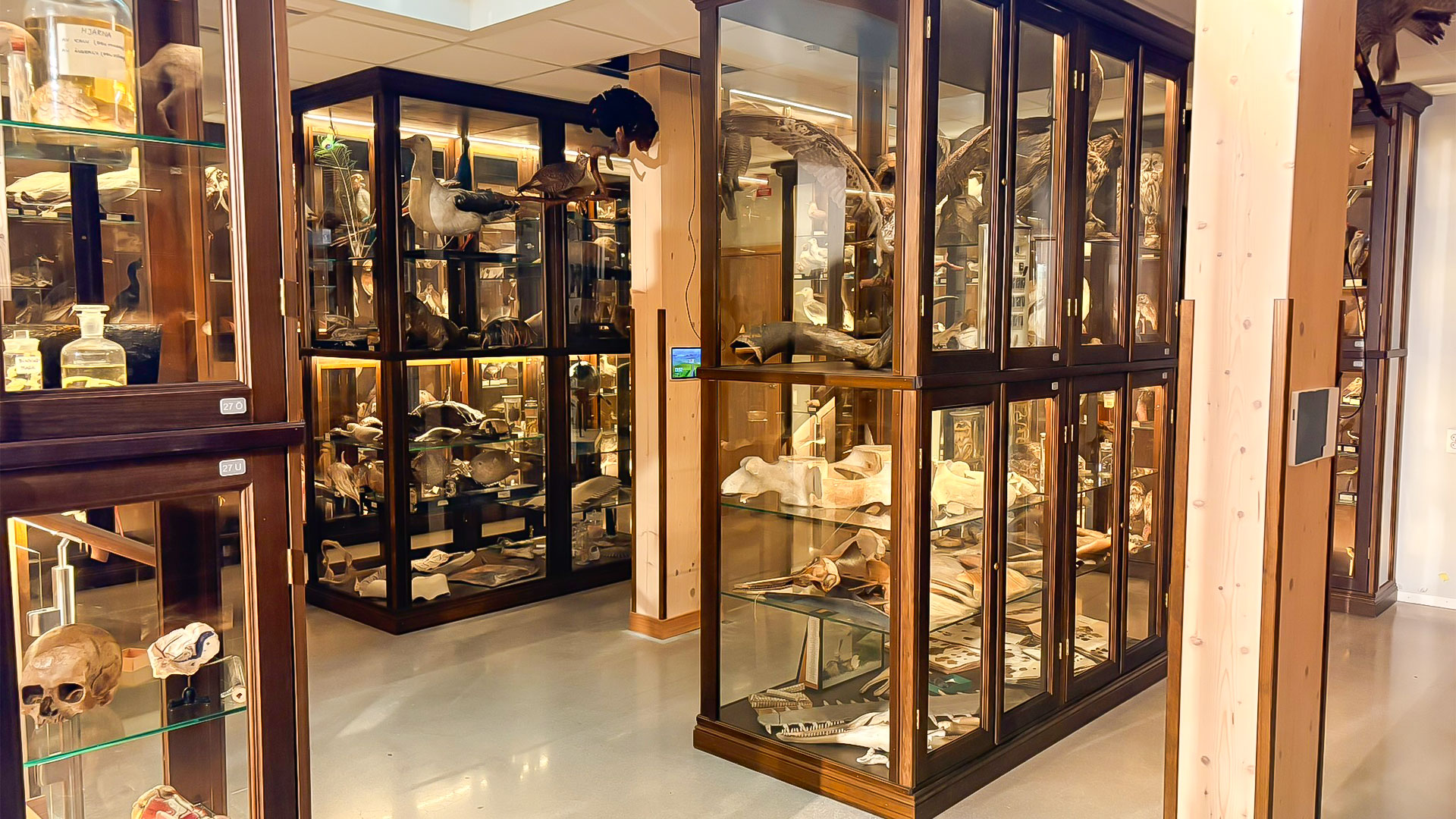 Monter i Vasaskolans biologiska muséum