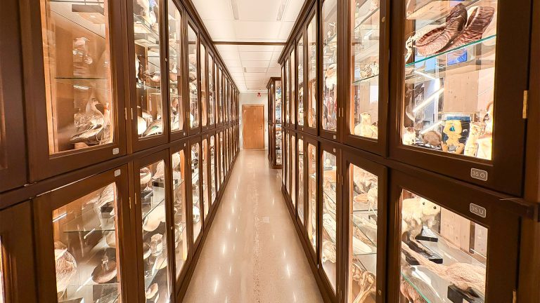 Monter i Vasaskolans biologiska muséum