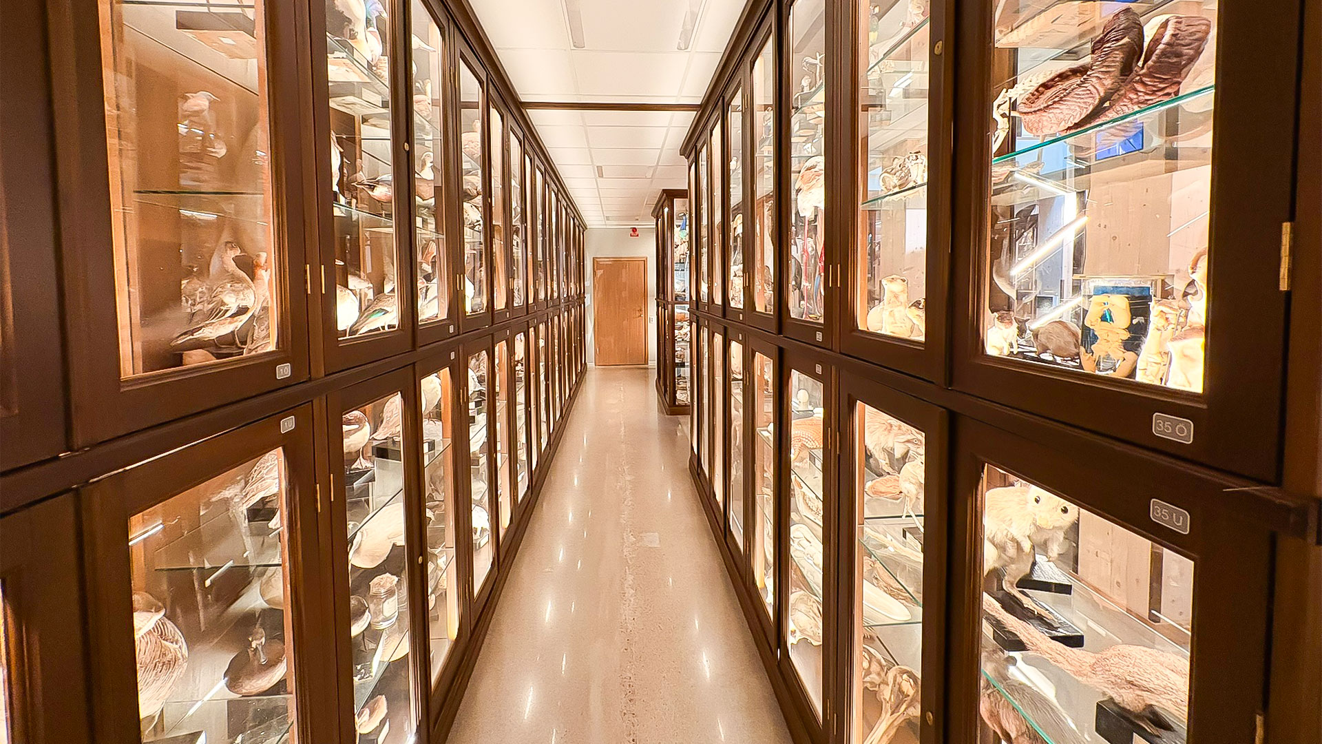 Monter i Vasaskolans biologiska muséum
