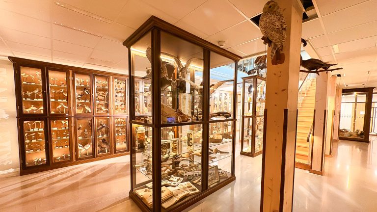 Monter i Vasaskolans biologiska muséum
