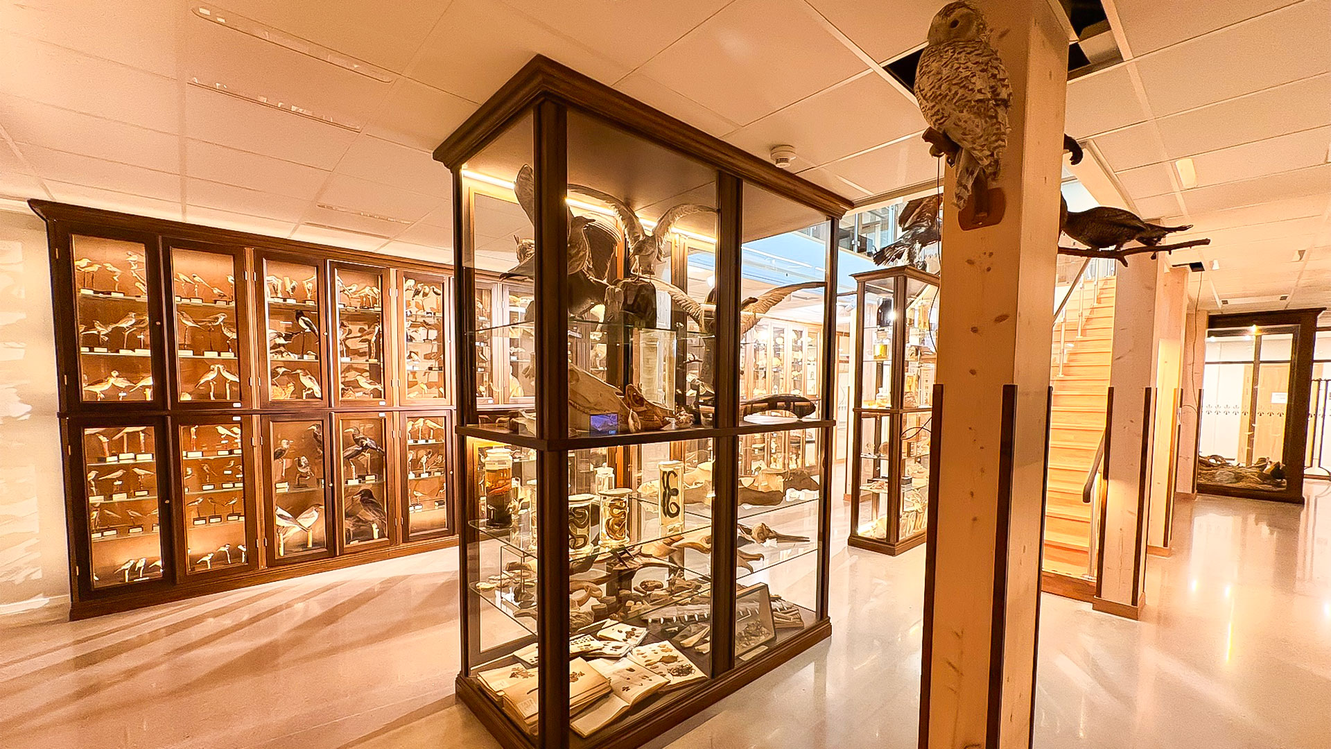 Monter i Vasaskolans biologiska muséum