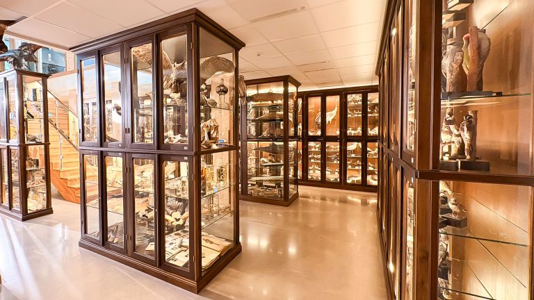 Monter i Vasaskolans biologiska muséum