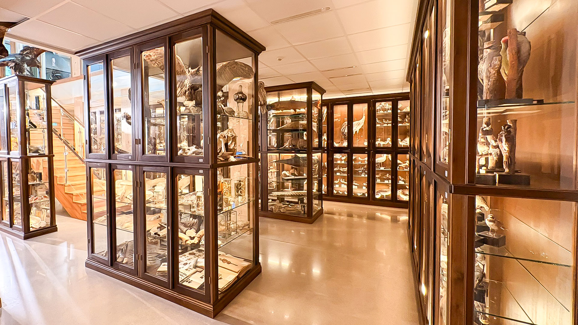 Monter i Vasaskolans biologiska muséum